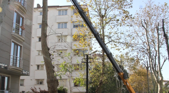 Kartal'da Ağaçlar Budanmaya Başladı