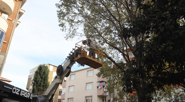 Kartal'da Ağaç Budama Çalışmaları Devam Ediyor